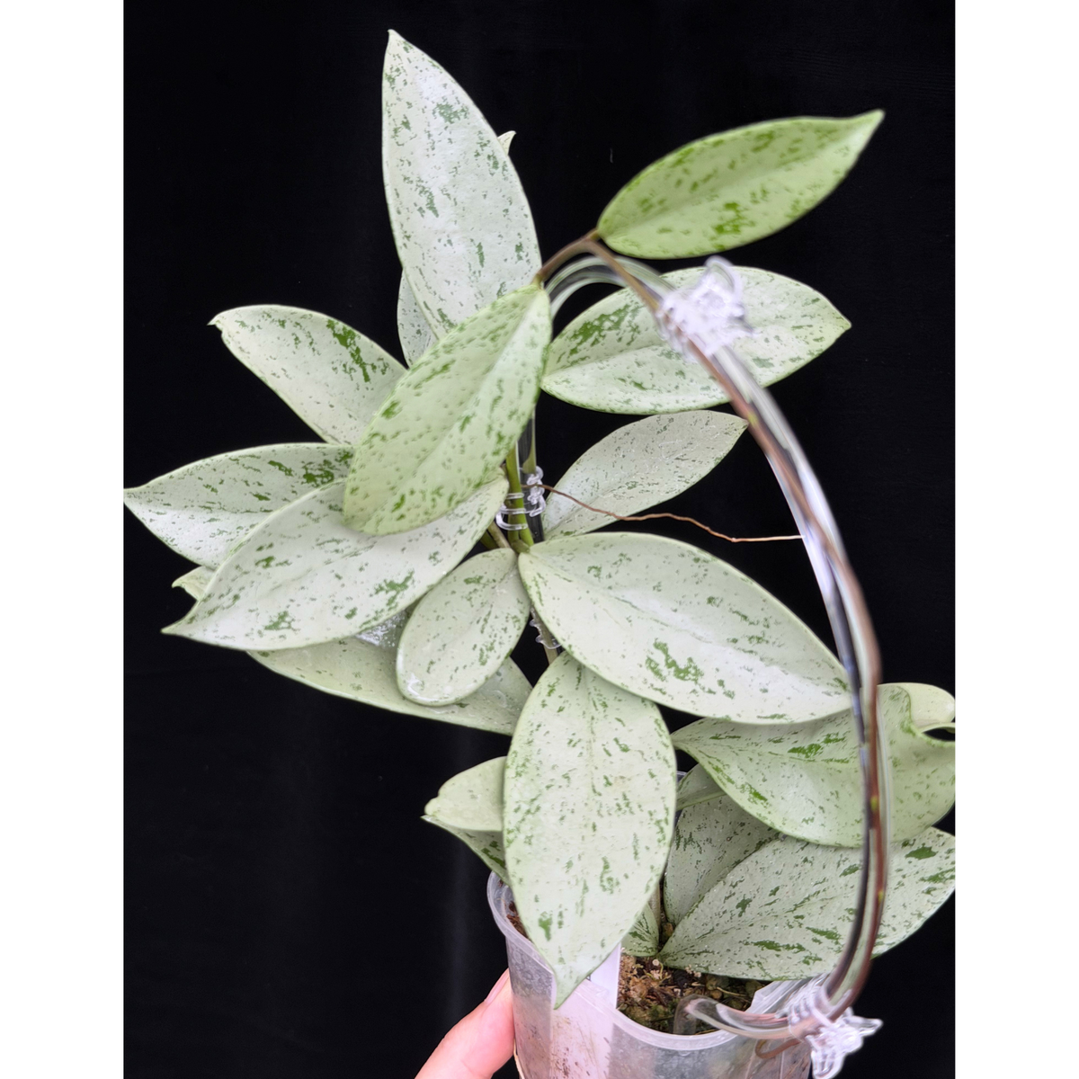 【一点もの】ホヤ プビカリクス シルバーゴースト Hoya Pubicalyx silver ghost  希少 レア ねこチップ ネガミエル3号 クリア支柱Mサイズ 18