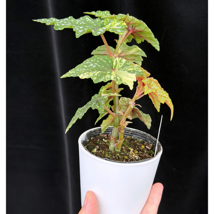 【一点もの】ベゴニア 出雲の煌星 斑入り Izumo no Kiraboshi variegated 希少 激レア 24