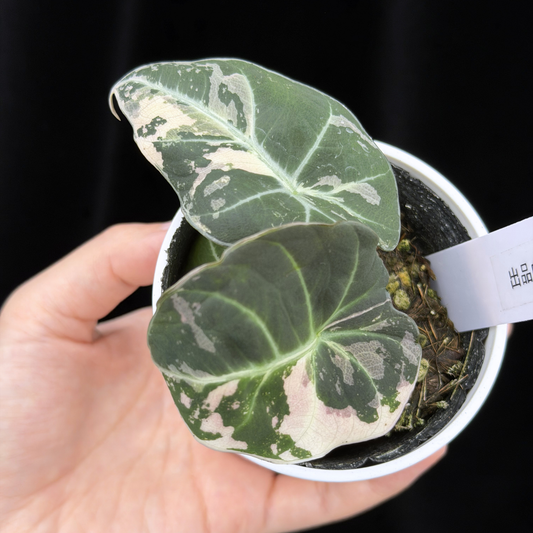 【一点もの】アロカシア ブラックベルベット ピンク斑入り Alocasia Black Velvet Pink Variegated レア 希少 9