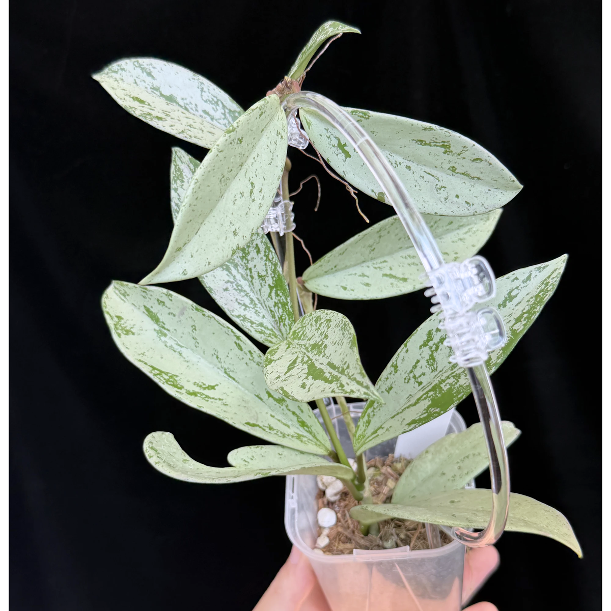 【一点もの】ホヤ プビカリクス シルバーゴースト Hoya Pubicalyx silver ghost  希少 レア ねこチップ ネガミエル3号 クリア支柱Mサイズ 4