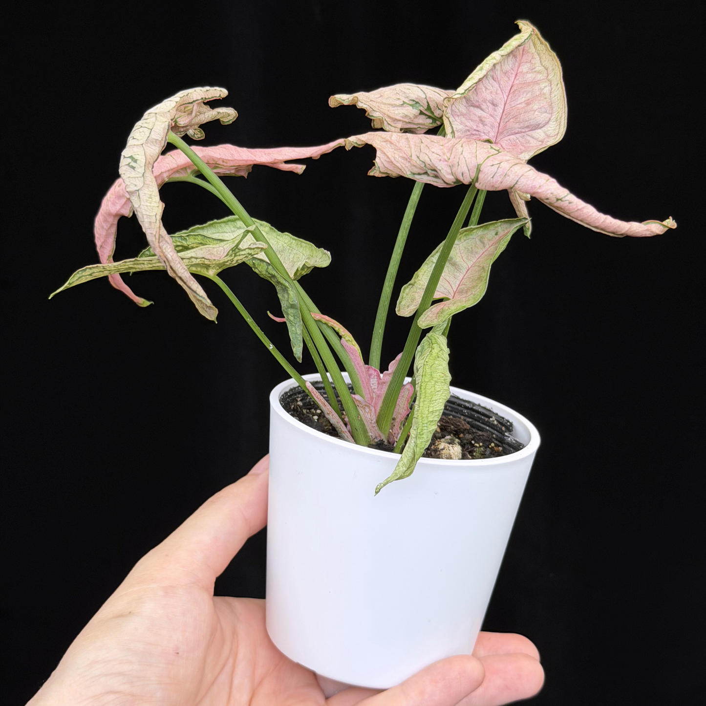 【一点もの】シンゴニウム ピンクローリー Syngonium Pink Rolli