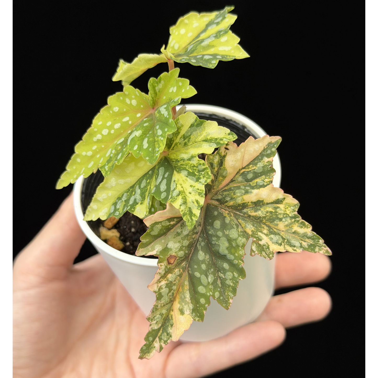 【一点もの】ベゴニア 出雲の煌星 斑入り Izumo no Kiraboshi variegated 希少 激レア