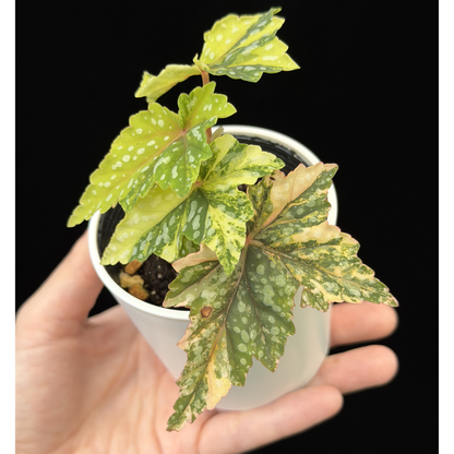 【一点もの】ベゴニア 出雲の煌星 斑入り Izumo no Kiraboshi variegated 希少 激レア
