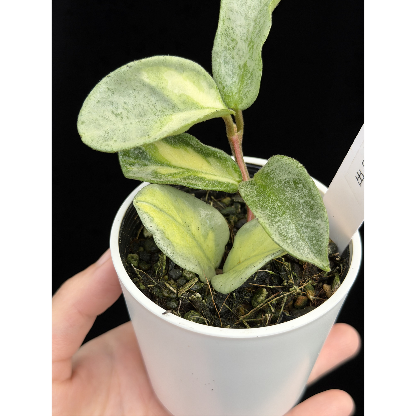 【一点もの】ホヤ・アルゲンティア・プリンセス Hoya carnosa 'Argentea Princess'  希少 レア 10