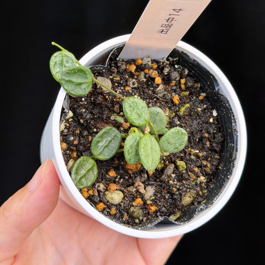 【一点もの】ホヤ セルペンス シルバー Hoya Serpens silver 希少 レア 14