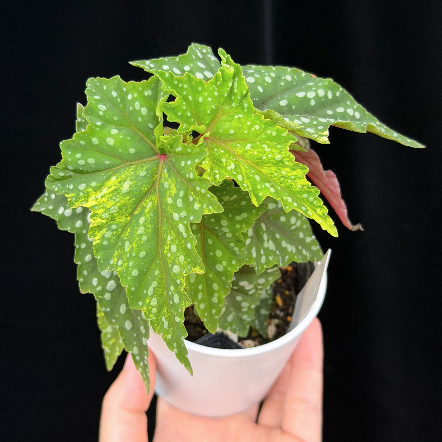 【一点もの】ベゴニア 出雲の煌星 斑入り Izumo no Kiraboshi variegated 希少 激レア 4