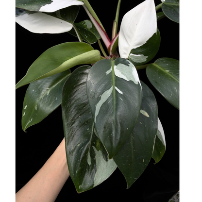 【一点もの】フィロデンドロン ホワイトプリンセス 4号 プラスチック鉢 受け皿付き BLACK PLASTIC POT ねこチップ　