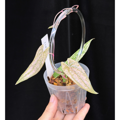 【一点もの】Dioscorea garrettii ‘Pixel’ 2.5号 クリア支柱Sサイズ仕立て ねこチップSS植え 激レア 11