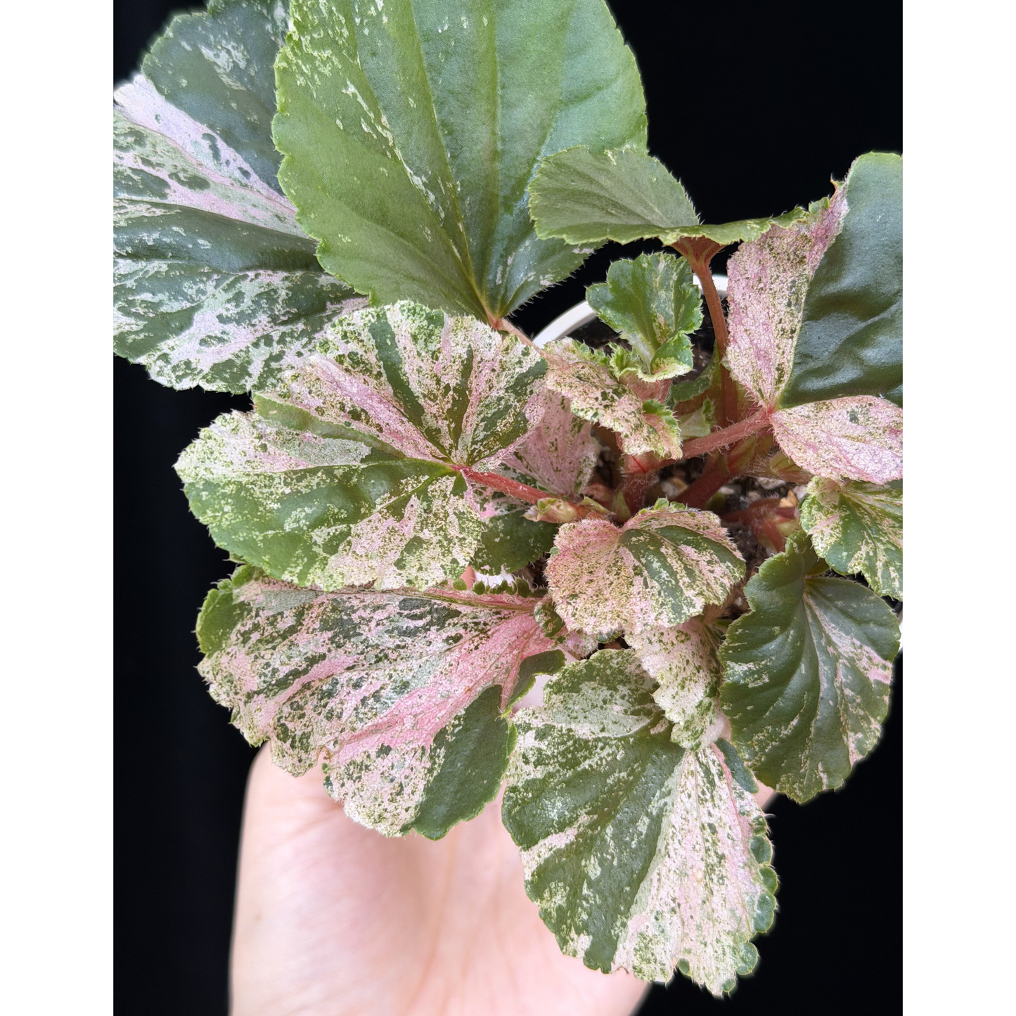 【一点もの】ベゴニア ククラータ ピンク斑入り begonia cucullata Pink variegated 希少 レア 10