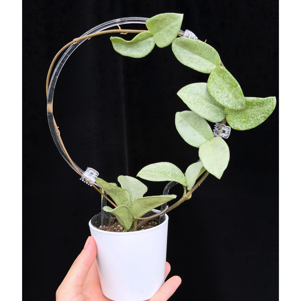 【一点もの】Hoya Carnosa Nova Ghost ホヤ カルノーサ ノバ ゴースト クリア支柱Mサイズ仕立て