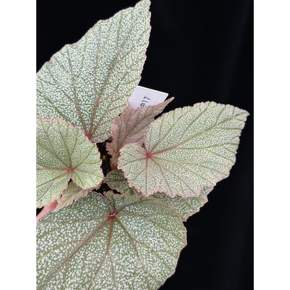【一点もの】ベゴニア シンバッド Begonia Sinbad 17