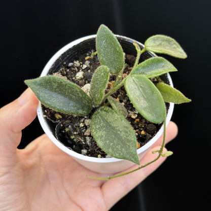 【一点もの】ホヤ トムソニー スプラッシュ Hoya thomsonii splash