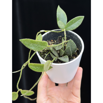 【一点もの】ホヤ トムソニー スプラッシュ Hoya thomsonii splash