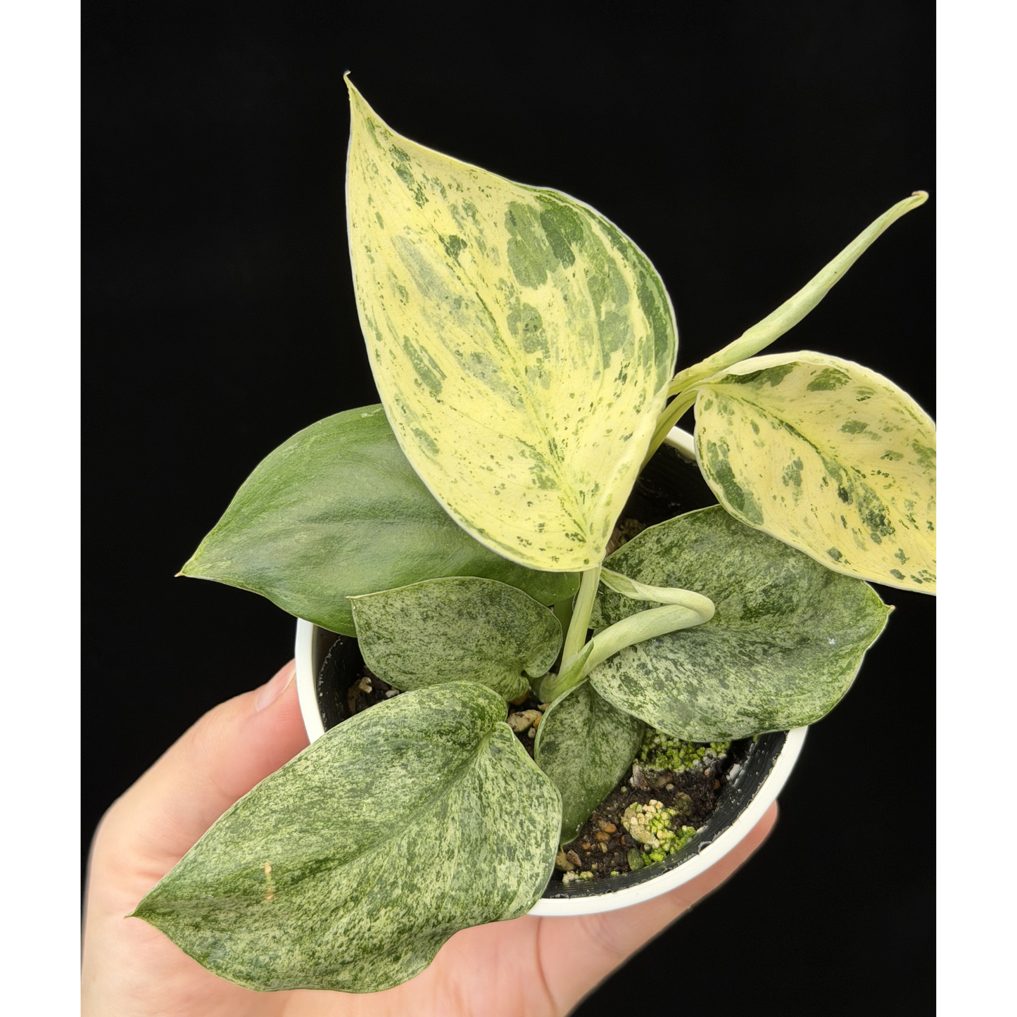 【一点もの】スキンダプサス ジェイドサテン マーブルクイーン Scindapsus Jade Satin Marble Queen