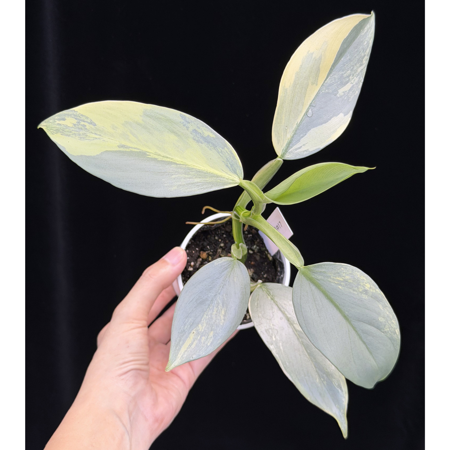 【一点もの】Philodendron Silver Sword Variegata フィロデンドロン シルバーソード シルバーメタル ハスタータム 斑入り レア 希少 17