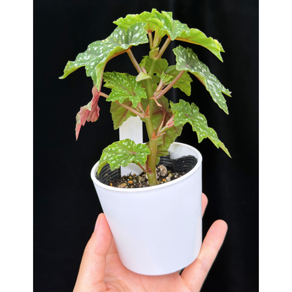 【一点もの】ベゴニア 出雲の煌星 斑入り Izumo no Kiraboshi variegated 希少 激レア 4