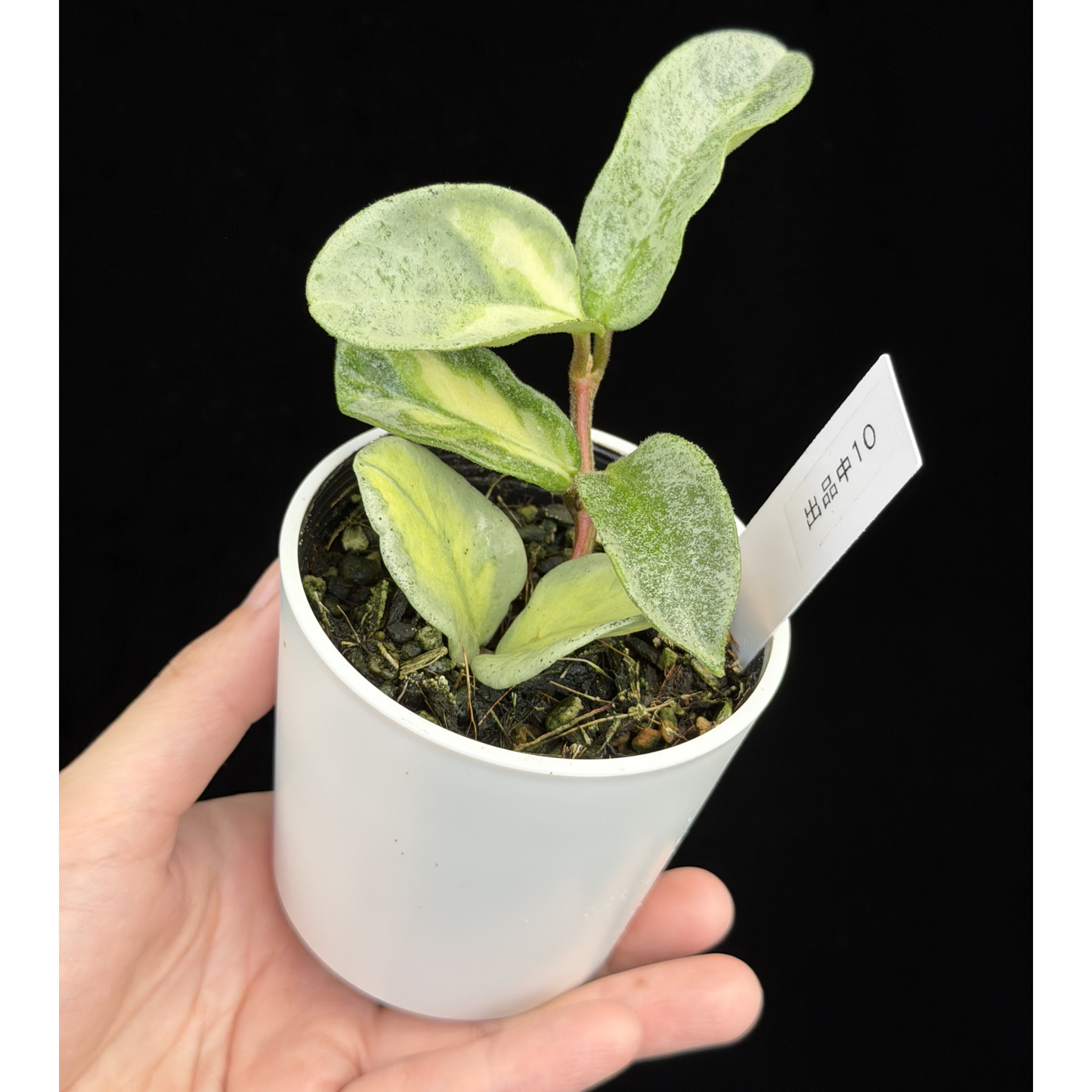 【一点もの】ホヤ・アルゲンティア・プリンセス Hoya carnosa 'Argentea Princess'  希少 レア 10