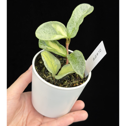 【一点もの】ホヤ・アルゲンティア・プリンセス Hoya carnosa 'Argentea Princess'  希少 レア 10