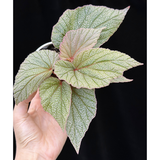 【一点もの】ベゴニア シンバッド Begonia Sinbad