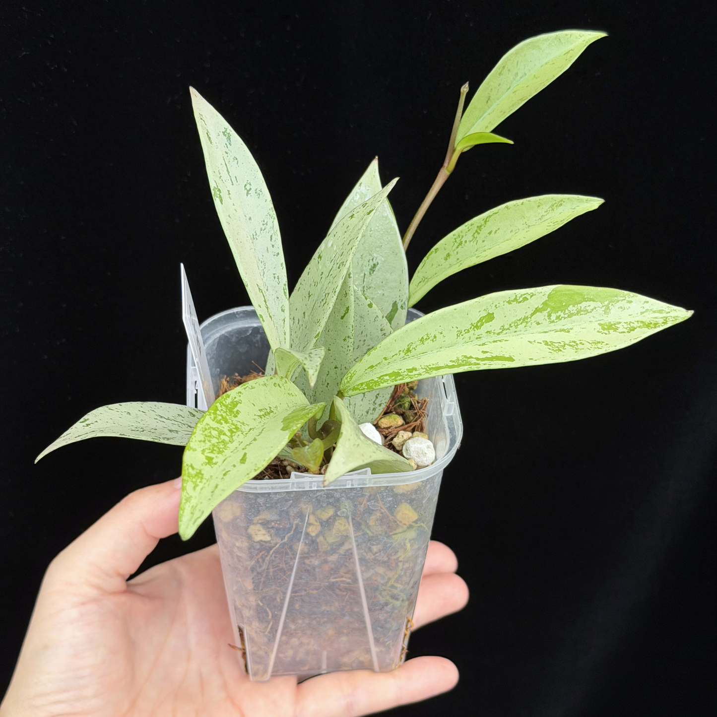 【一点もの】ホヤ プビカリクス シルバーゴースト Hoya Pubicalyx silver ghost 3号 スリット鉢 希少 レア ねこチップ 16
