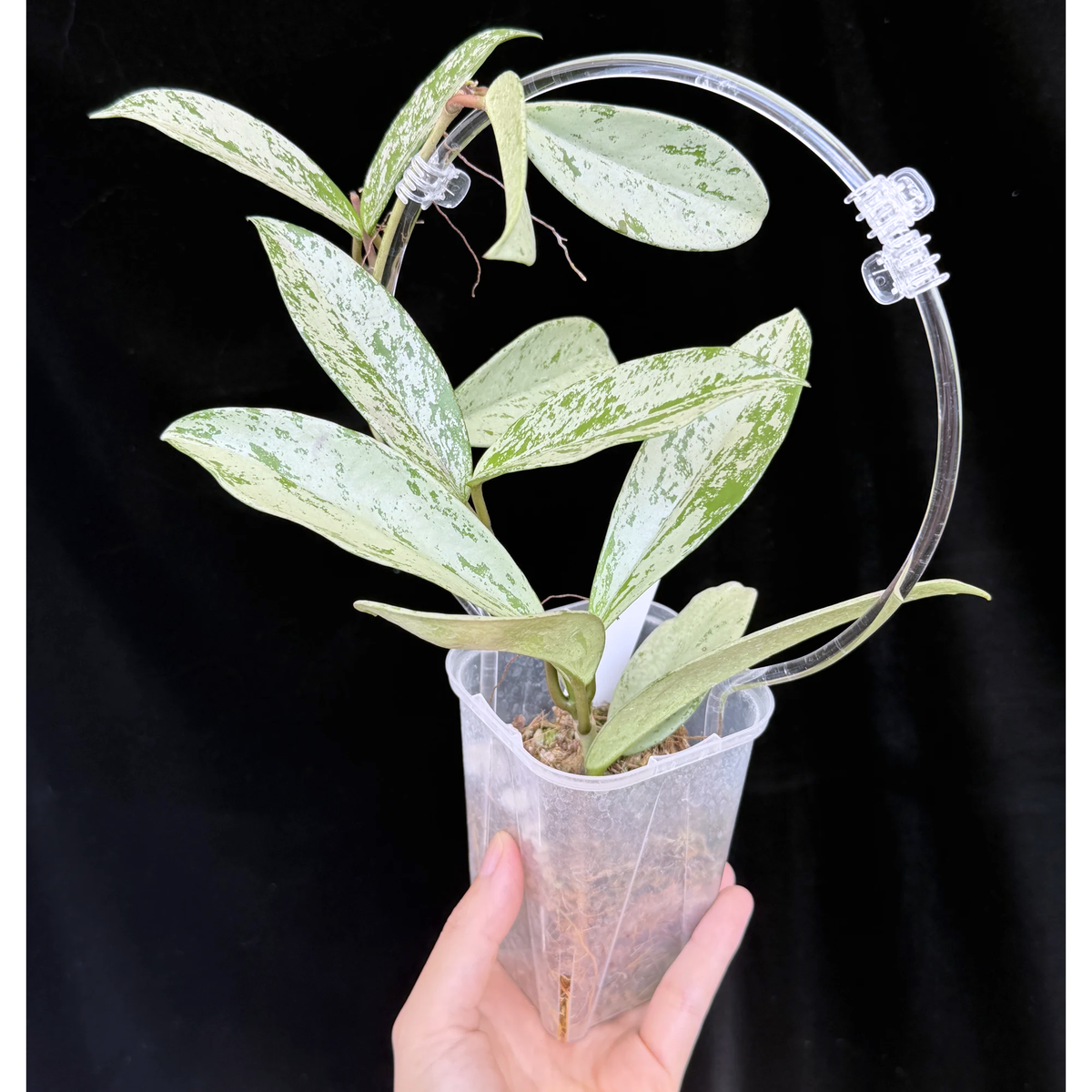 【一点もの】ホヤ プビカリクス シルバーゴースト Hoya Pubicalyx silver ghost  希少 レア ねこチップ ネガミエル3号 クリア支柱Mサイズ 4
