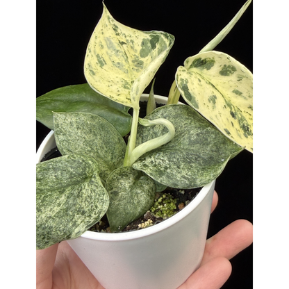 【一点もの】スキンダプサス ジェイドサテン マーブルクイーン Scindapsus Jade Satin Marble Queen