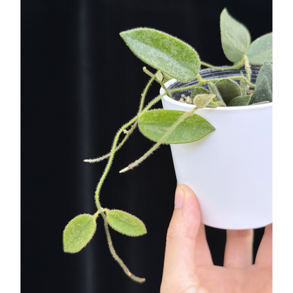 【一点もの】ホヤ トムソニー スプラッシュ Hoya thomsonii splash
