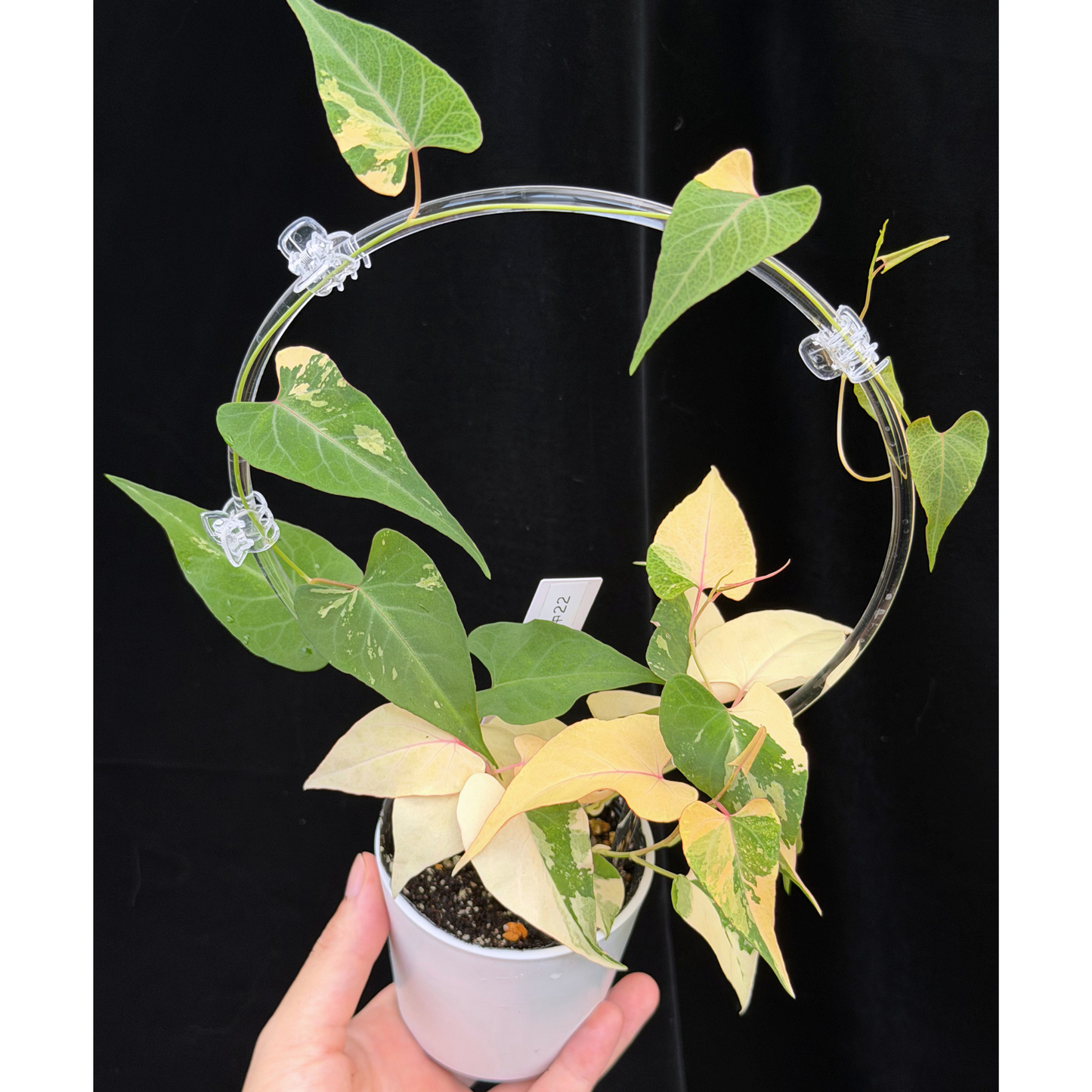 【一点もの販売】ファロピア マルチフローラ 斑入り クリア支柱Mサイズ仕立て Fallopia multiflora 'Variegata'　22