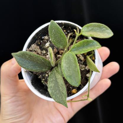 【一点もの】ホヤ トムソニー スプラッシュ Hoya thomsonii splash