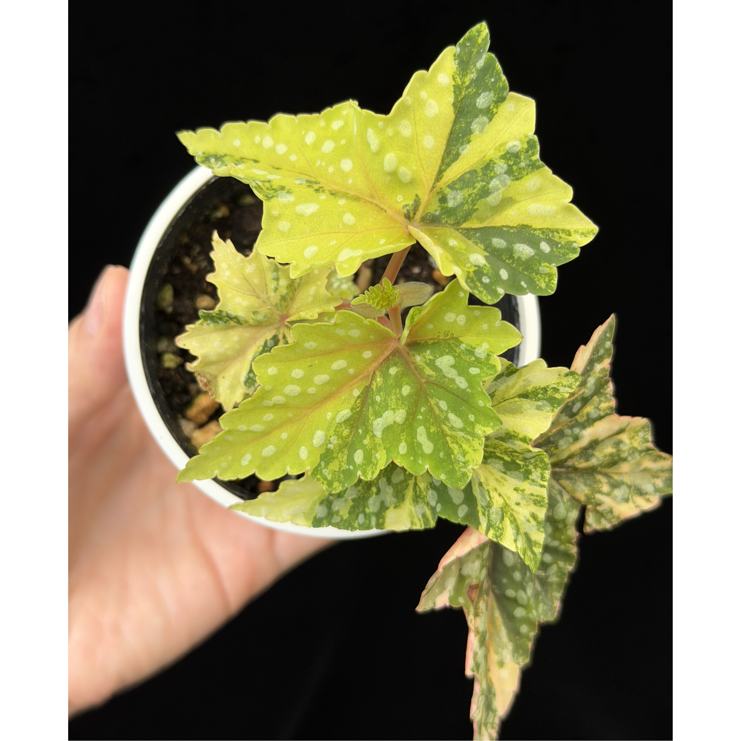 【一点もの】ベゴニア 出雲の煌星 斑入り Izumo no Kiraboshi variegated 希少 激レア