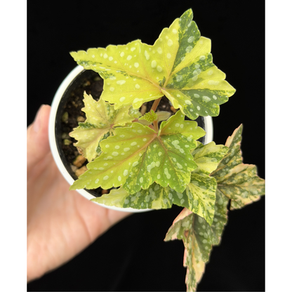 【一点もの】ベゴニア 出雲の煌星 斑入り Izumo no Kiraboshi variegated 希少 激レア