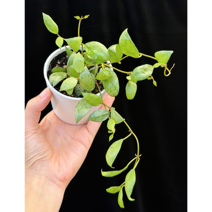 【一点もの】ホヤ ラクノーサ スルカタ Hoya lacunosa sulcata