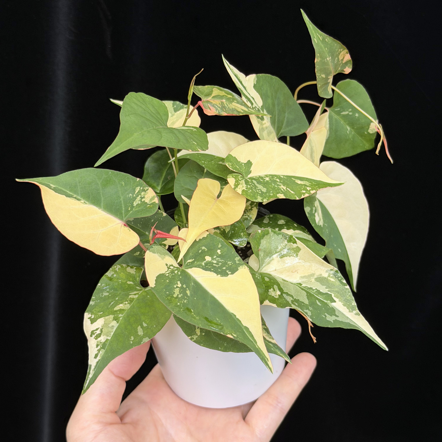 【一点もの販売】ファロピア マルチフローラ 斑入り Fallopia multiflora 'Variegata'