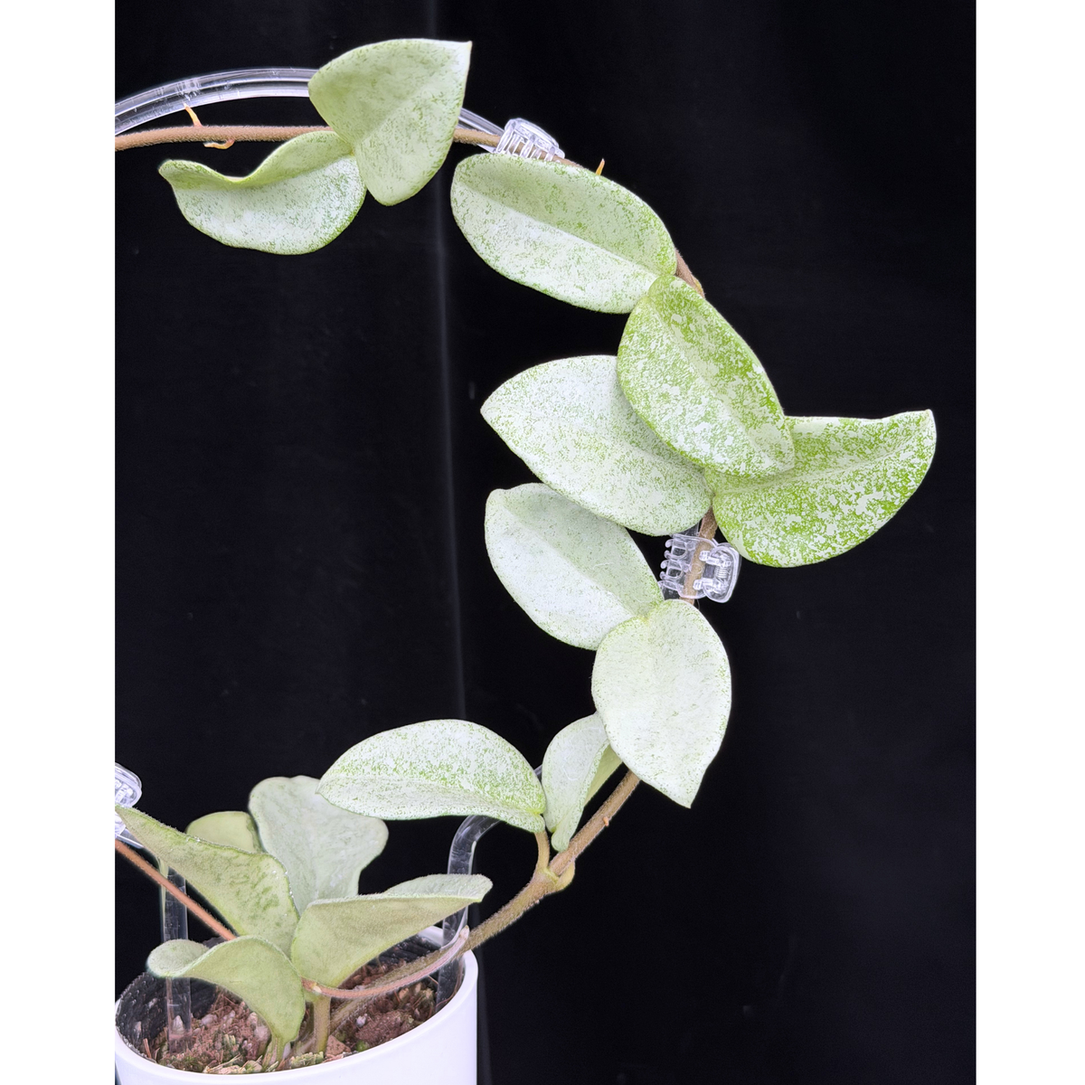 【一点もの】Hoya Carnosa Nova Ghost ホヤ カルノーサ ノバ ゴースト クリア支柱Mサイズ仕立て