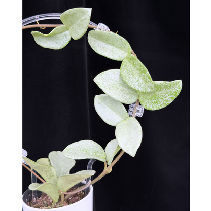 【一点もの】Hoya Carnosa Nova Ghost ホヤ カルノーサ ノバ ゴースト クリア支柱Mサイズ仕立て