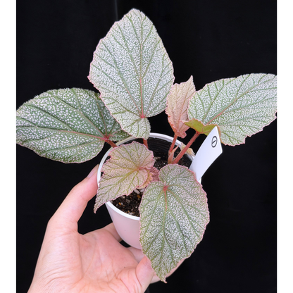 【一点もの】ベゴニア シンバッド Begonia Sinbad 1
