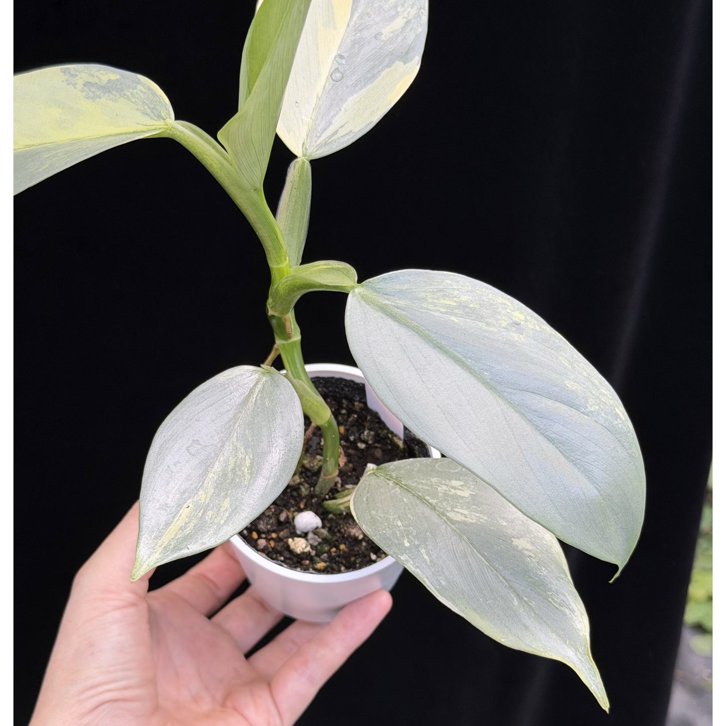 【一点もの】Philodendron Silver Sword Variegata フィロデンドロン シルバーソード シルバーメタル ハスタータム 斑入り レア 希少 17
