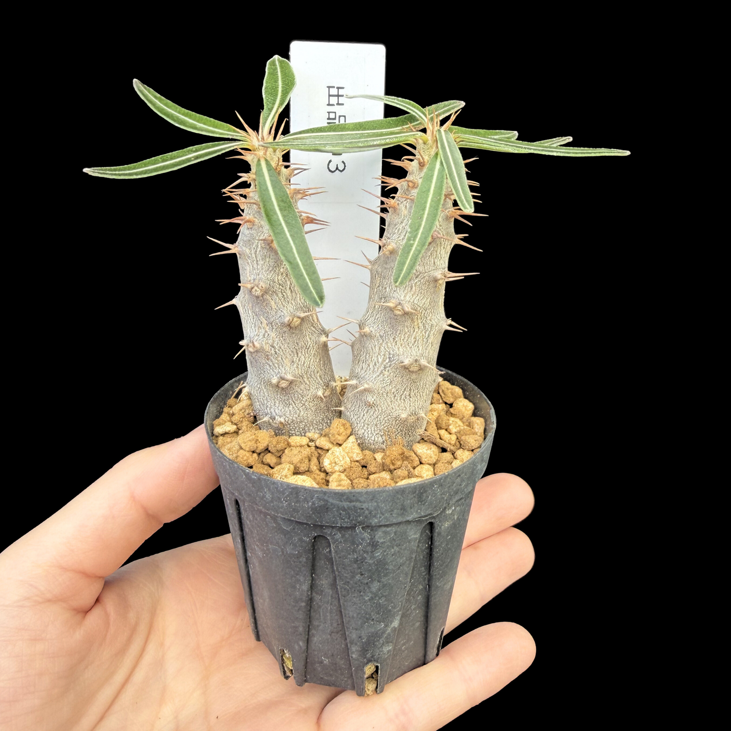 【一点もの】パキポディウム・カクチペス 国内実生 Pachypodium rosulatum var. cactipes 2号
