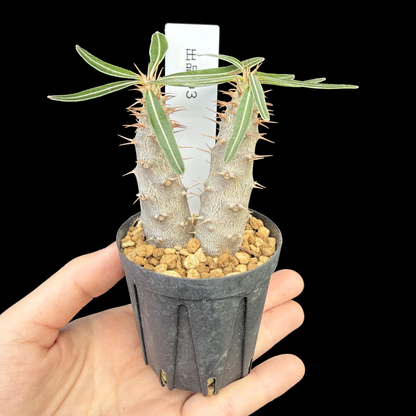 【一点もの】パキポディウム・カクチペス 国内実生 Pachypodium rosulatum var. cactipes 2号