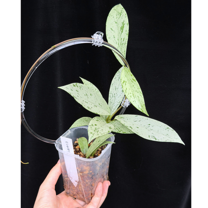 【一点もの】ホヤ プビカリクス シルバーゴースト Hoya Pubicalyx silver ghost  希少 レア ねこチップ ネガミエル3号 クリア支柱Mサイズ 13