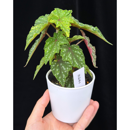 【一点もの】ベゴニア 出雲の煌星 斑入り Izumo no Kiraboshi variegated 希少 激レア 4