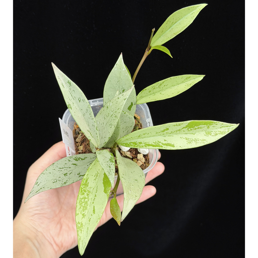 【一点もの】ホヤ プビカリクス シルバーゴースト Hoya Pubicalyx silver ghost 3号 スリット鉢 希少 レア ねこチップ 16