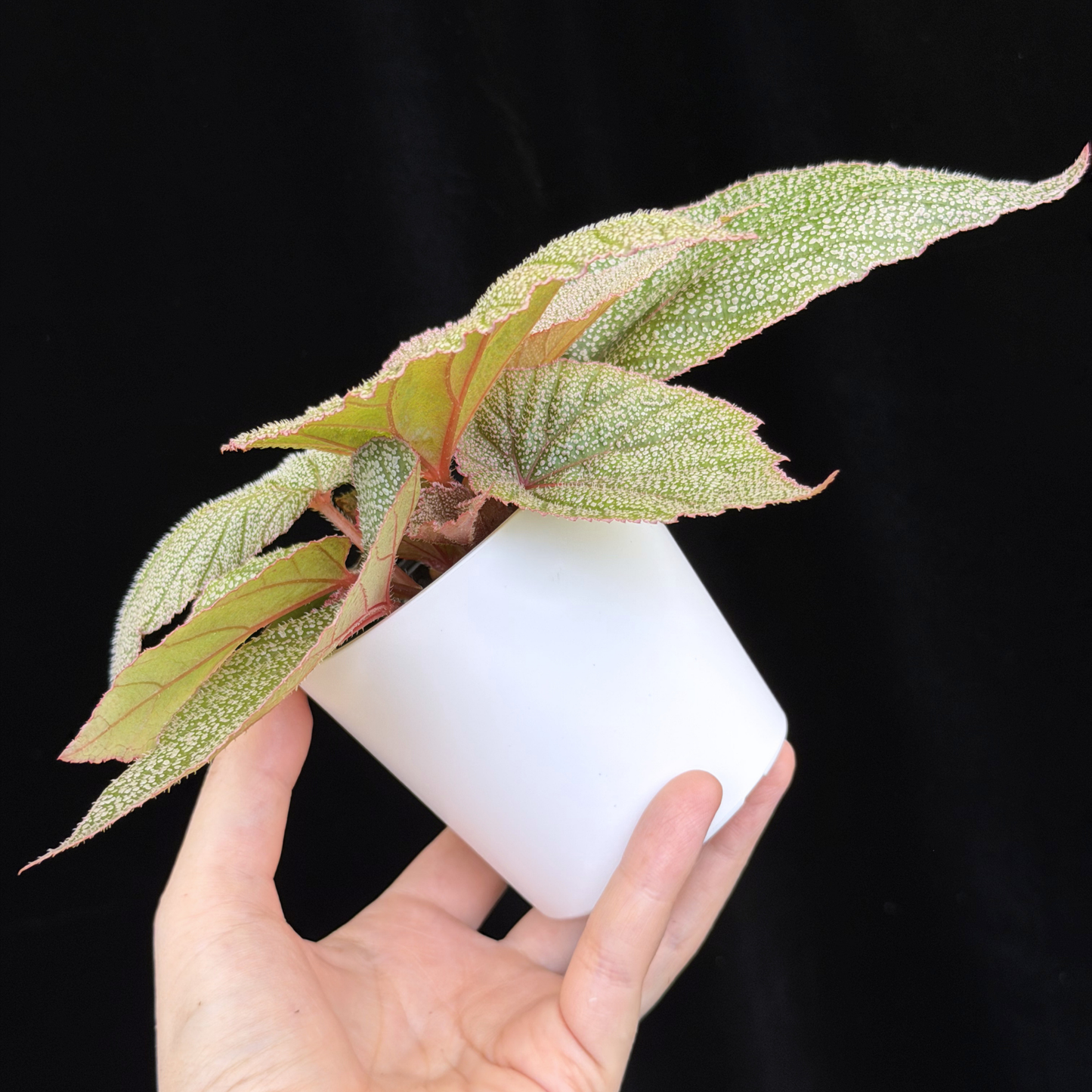 【一点もの】ベゴニア シンバッド Begonia Sinbad
