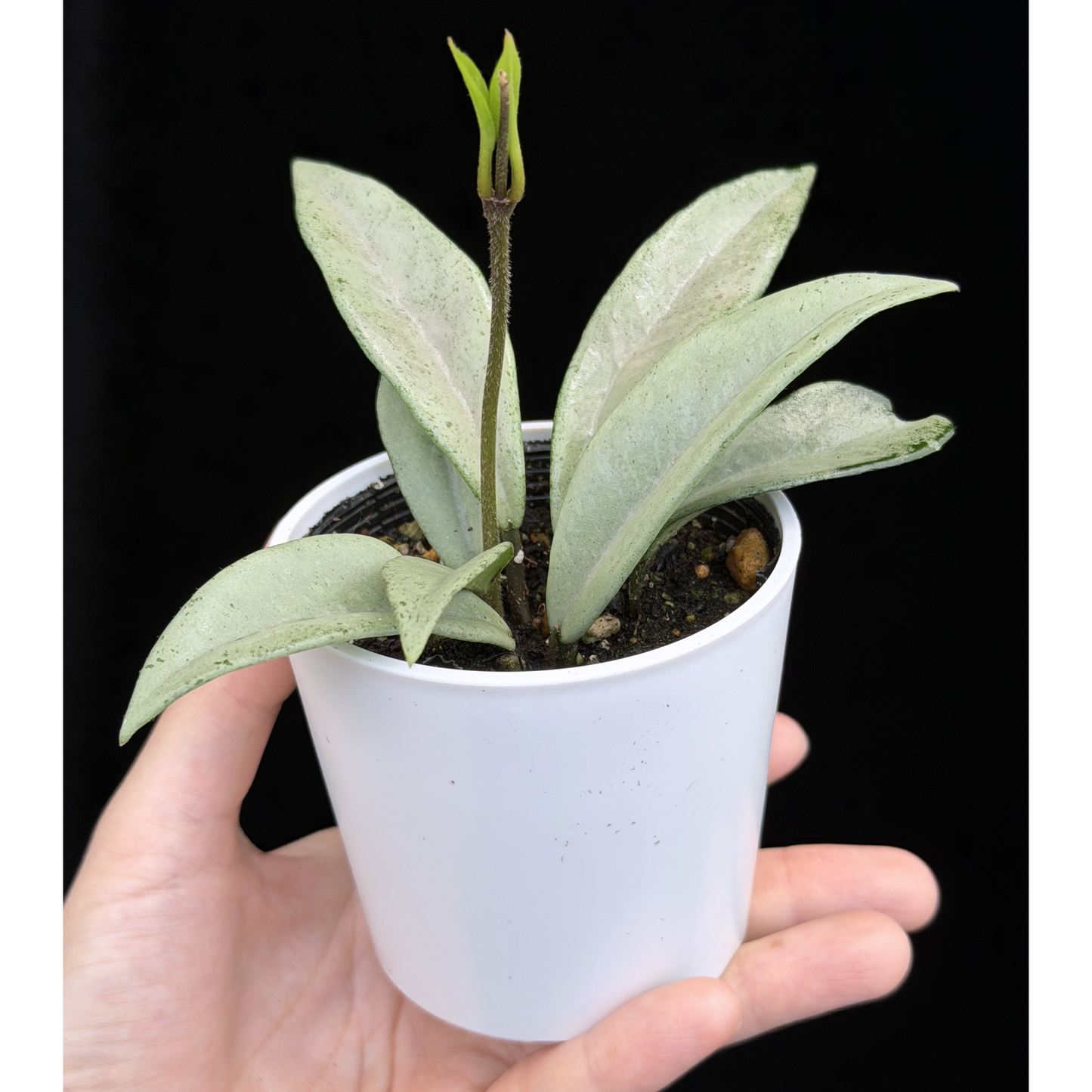 【一点もの】ホヤ ウィルバーグレイブス フルシルバー Hoya carnosa 'Wilbur Graves' full silver