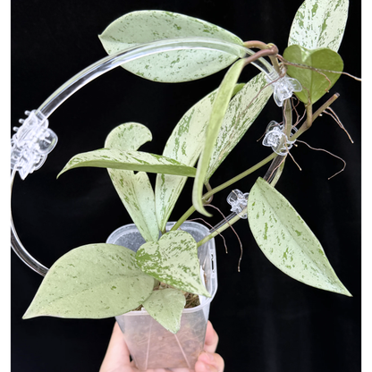 【一点もの】ホヤ プビカリクス シルバーゴースト Hoya Pubicalyx silver ghost  希少 レア ねこチップ ネガミエル3号 クリア支柱Mサイズ 4