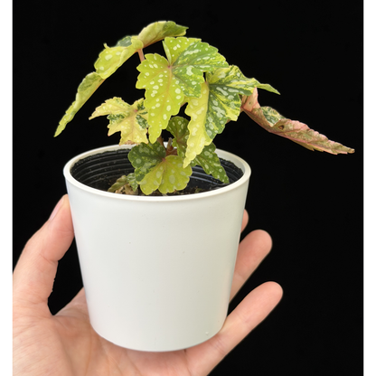 【一点もの】ベゴニア 出雲の煌星 斑入り Izumo no Kiraboshi variegated 希少 激レア