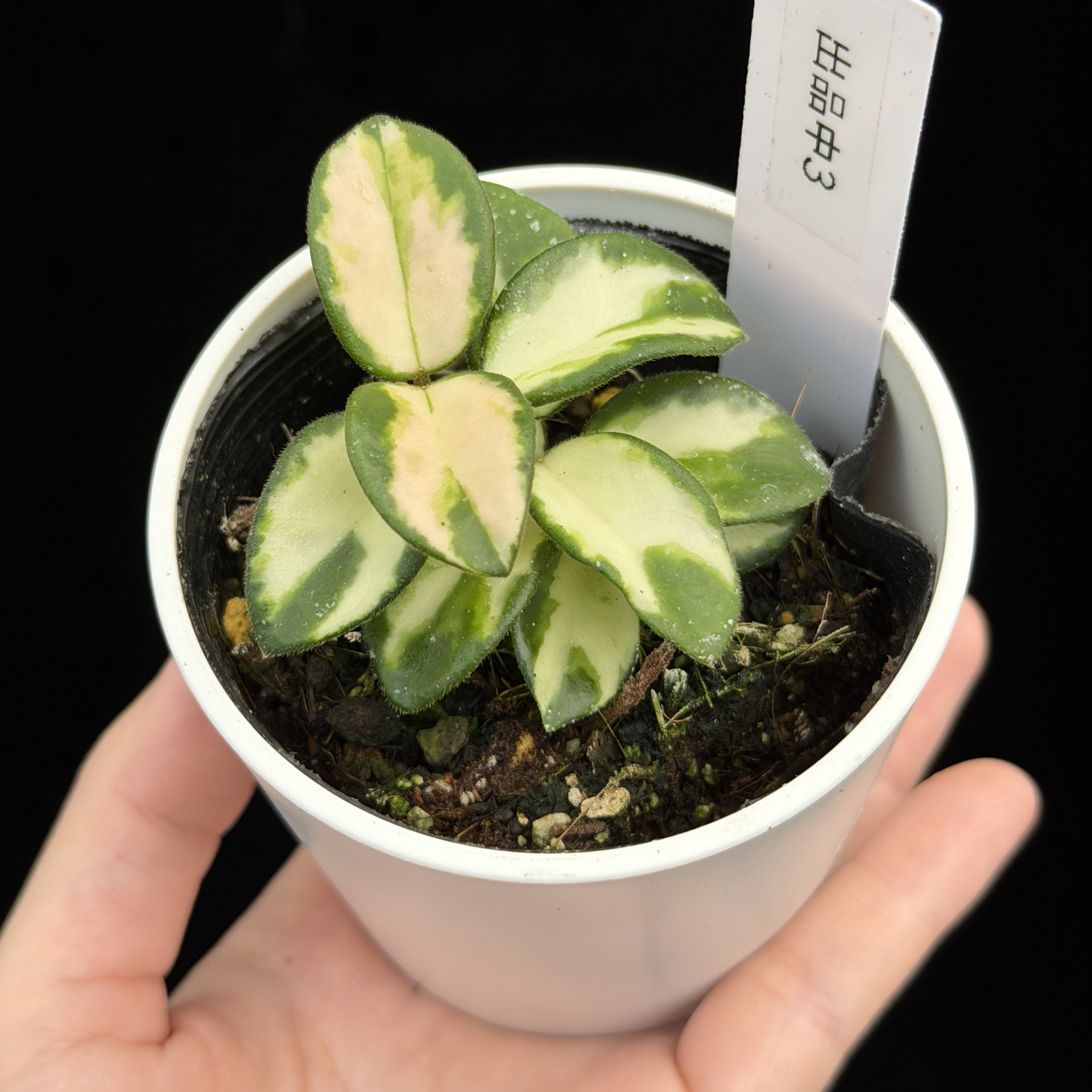 セール ホヤ マチルダ内斑Hoya mathilde variegata小苗③ セール ホヤ セール ホヤ マチルダ内斑Hoya mathilde variegata小苗③ セール ホヤ