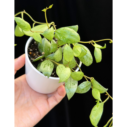 【一点もの】ホヤ ラクノーサ スルカタ Hoya lacunosa sulcata