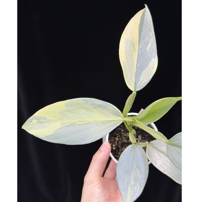 【一点もの】Philodendron Silver Sword Variegata フィロデンドロン シルバーソード シルバーメタル ハスタータム 斑入り レア 希少 17