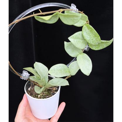 【一点もの】Hoya Carnosa Nova Ghost ホヤ カルノーサ ノバ ゴースト クリア支柱Mサイズ仕立て